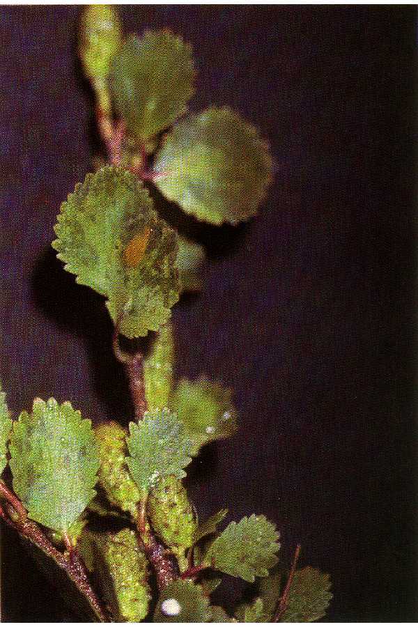 Betula glandulosa (rights holder: "<a href=""http://www.pwrc.usgs.gov/WLI/"">USDA NRCS Wetland Science Institute</a>.")