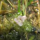 Sivun Utricularia raynalii P. Taylor kuva