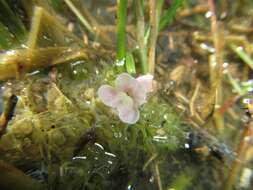 Image of Utricularia raynalii P. Taylor