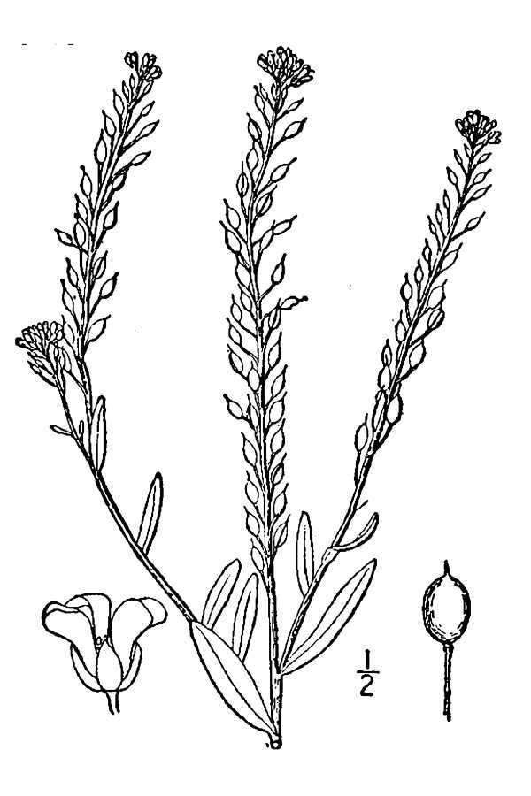 Berteroa incana (rights holder: "<a href=""http://www.knps.org"">Kentucky Native Plant Society</a>. Scanned by <a href=""http://www.omnitekinc.com/"">Omnitek Inc</a>.")