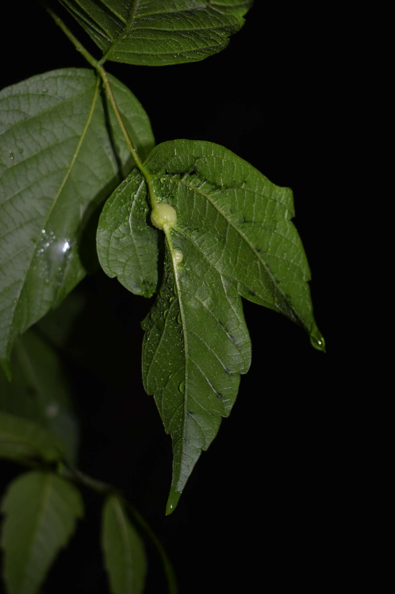 Image of Boxelder Gall Midge