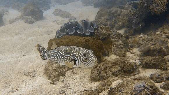 Image of Reticulated Blow Fish