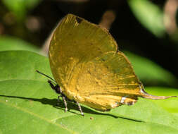 Image de Yasoda tripunctata atrinotata Fruhstorfer 1912