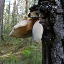 Lentinus pilososquamulosus Lj. N. Vassiljeva 1973 resmi