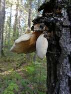 Lentinus pilososquamulosus Lj. N. Vassiljeva 1973 resmi