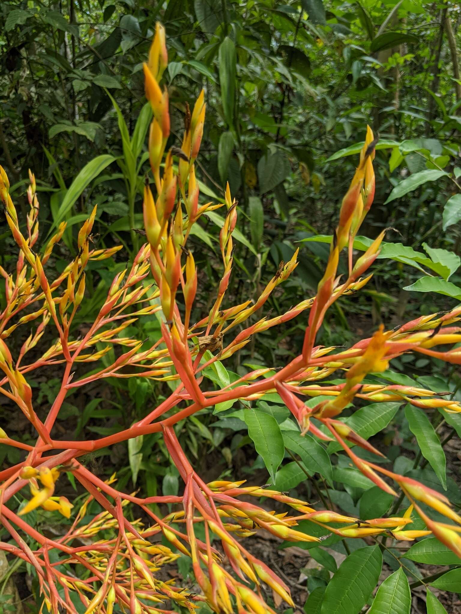 Image of Bromeliad