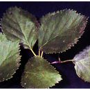 Image of Betula occidentalis Hook.