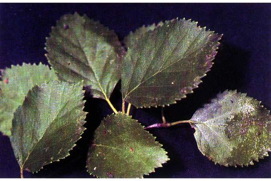 Image of Black birch