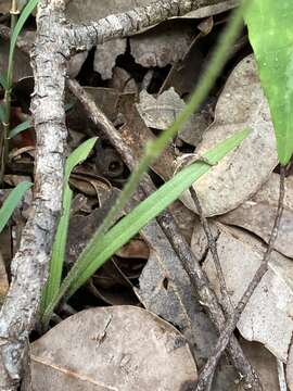 Image of Karri cowslip orchid