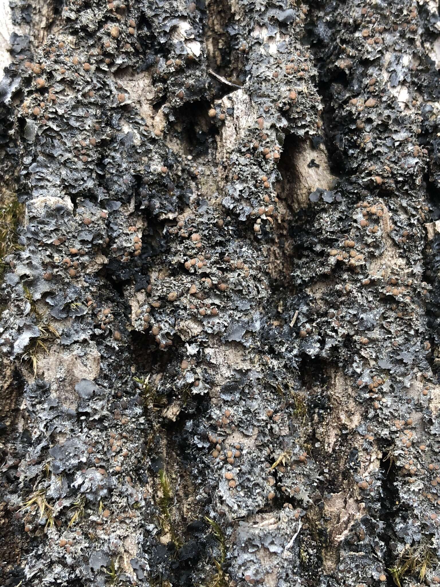 Image of Flooded Jellyskin Lichen