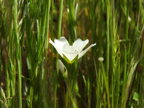 Image of white meadowfoam