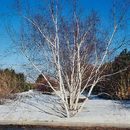 Image of paper birch