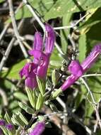 Image of Salvia peninsularis Brandegee