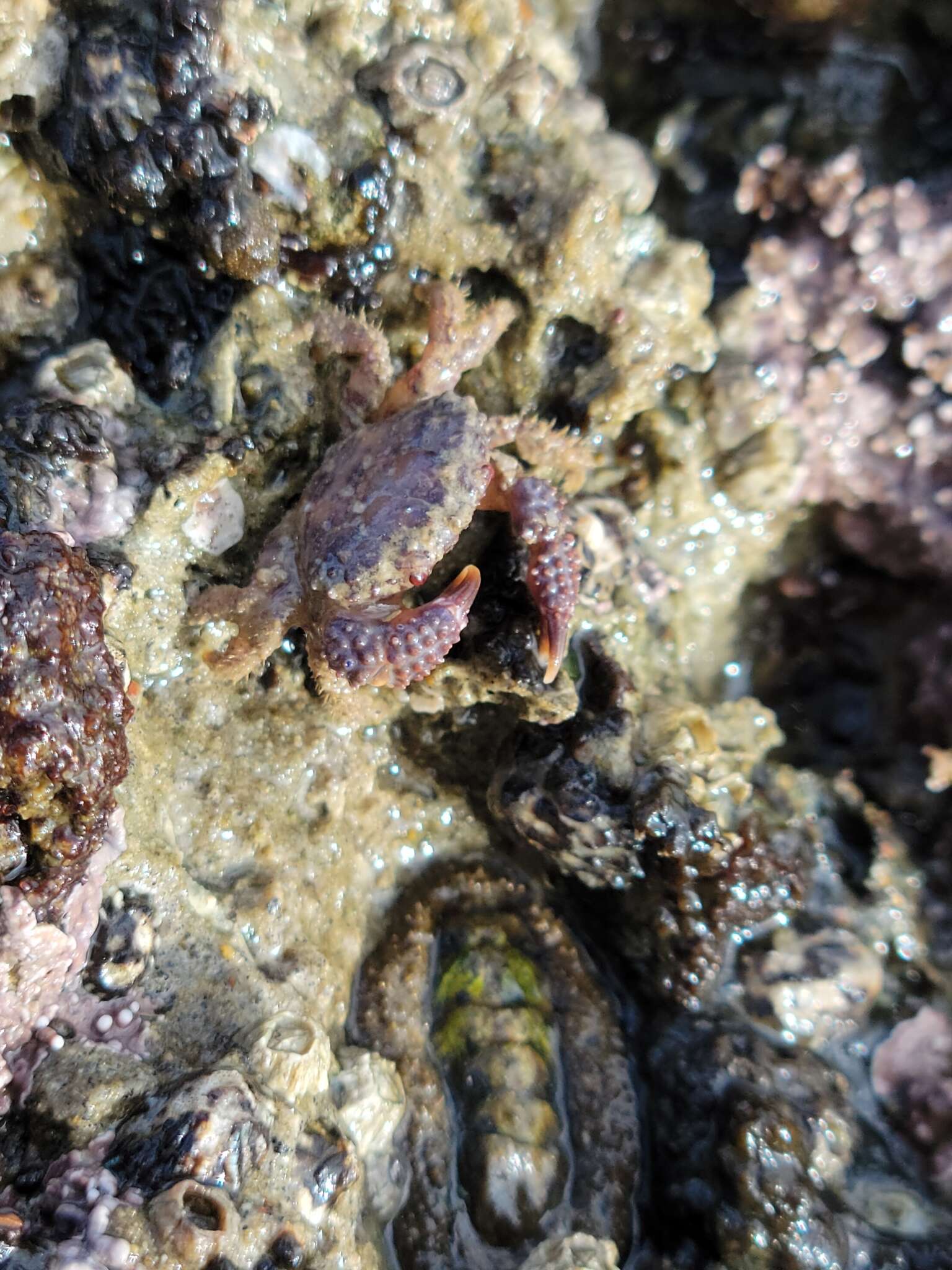 Image of lumpy rubble crab