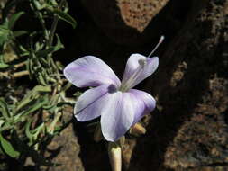 Image of Barleria lancifolia T. Anders.