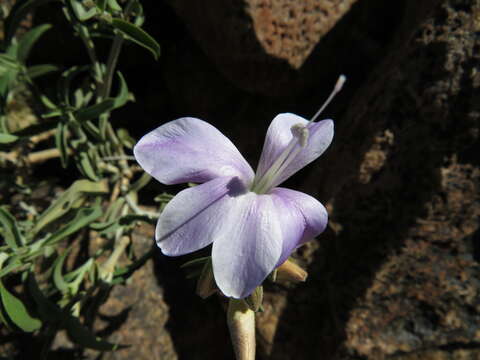 Image of Barleria lancifolia T. Anders.