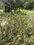 Image of straggling St. Johnswort