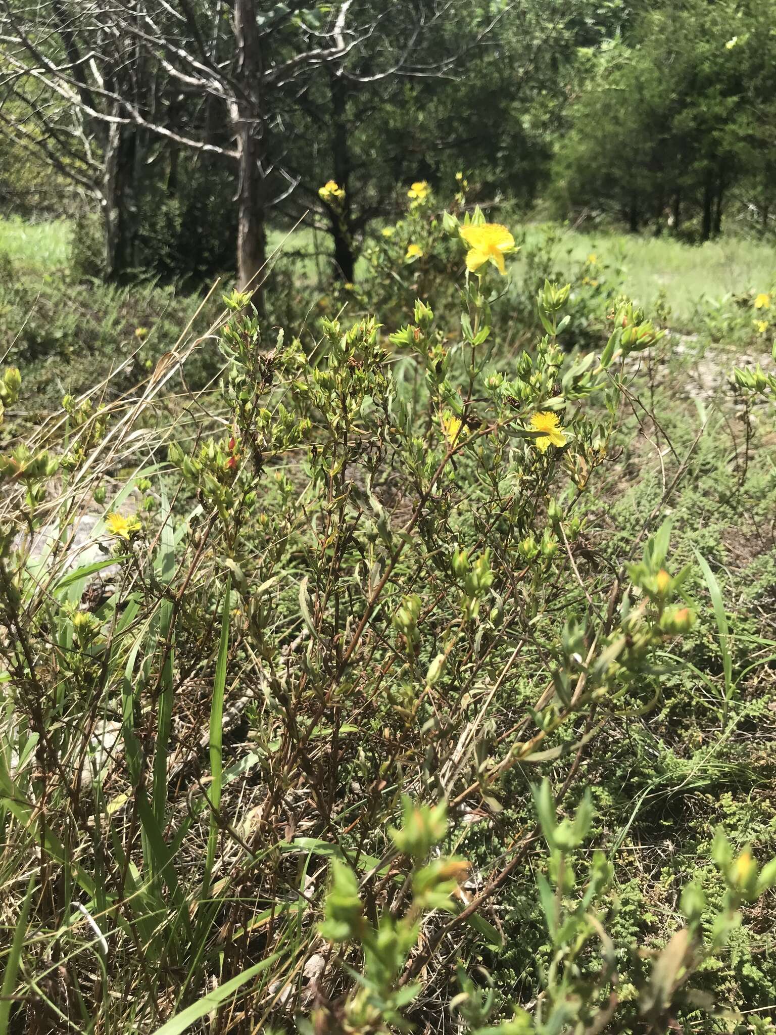 Image of straggling St. Johnswort