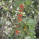 Image de Axinaea costaricensis Cogn.