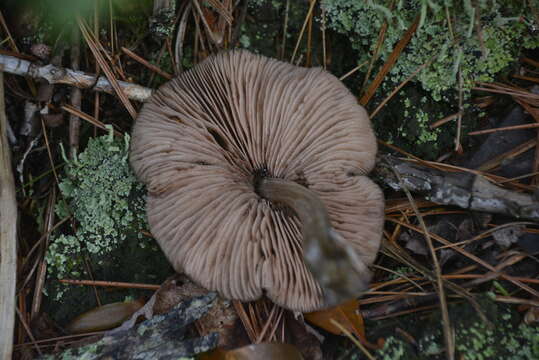 Image of Entoloma strictius (Peck) Sacc. 1887