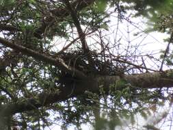 Image of Japanese Sparrowhawk