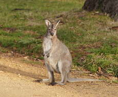 Image of Macropus rufogriseus banksianus (Quoy & Gaimard 1825)