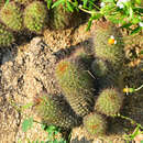 Image of Mammillaria mazatlanensis K. Schum. ex Gürke