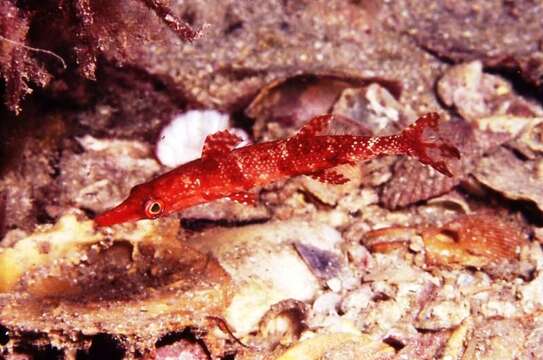 Image of Sharp-nose rockwhiting