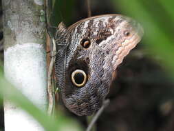 Image of Caligo illioneus oberon Butler 1870