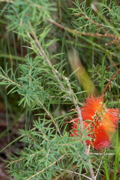 Image de Melaleuca lateritia Otto & Dietr.