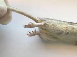 Image of San Diego pocket mouse