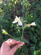 Imagem de Silene latifolia Poir.