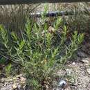 Image of Hypericum lydium Boiss.