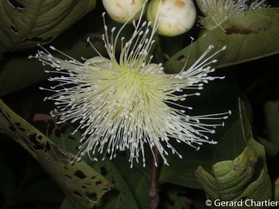 Image de Syzygium aqueum (Burm. fil.) Alst.