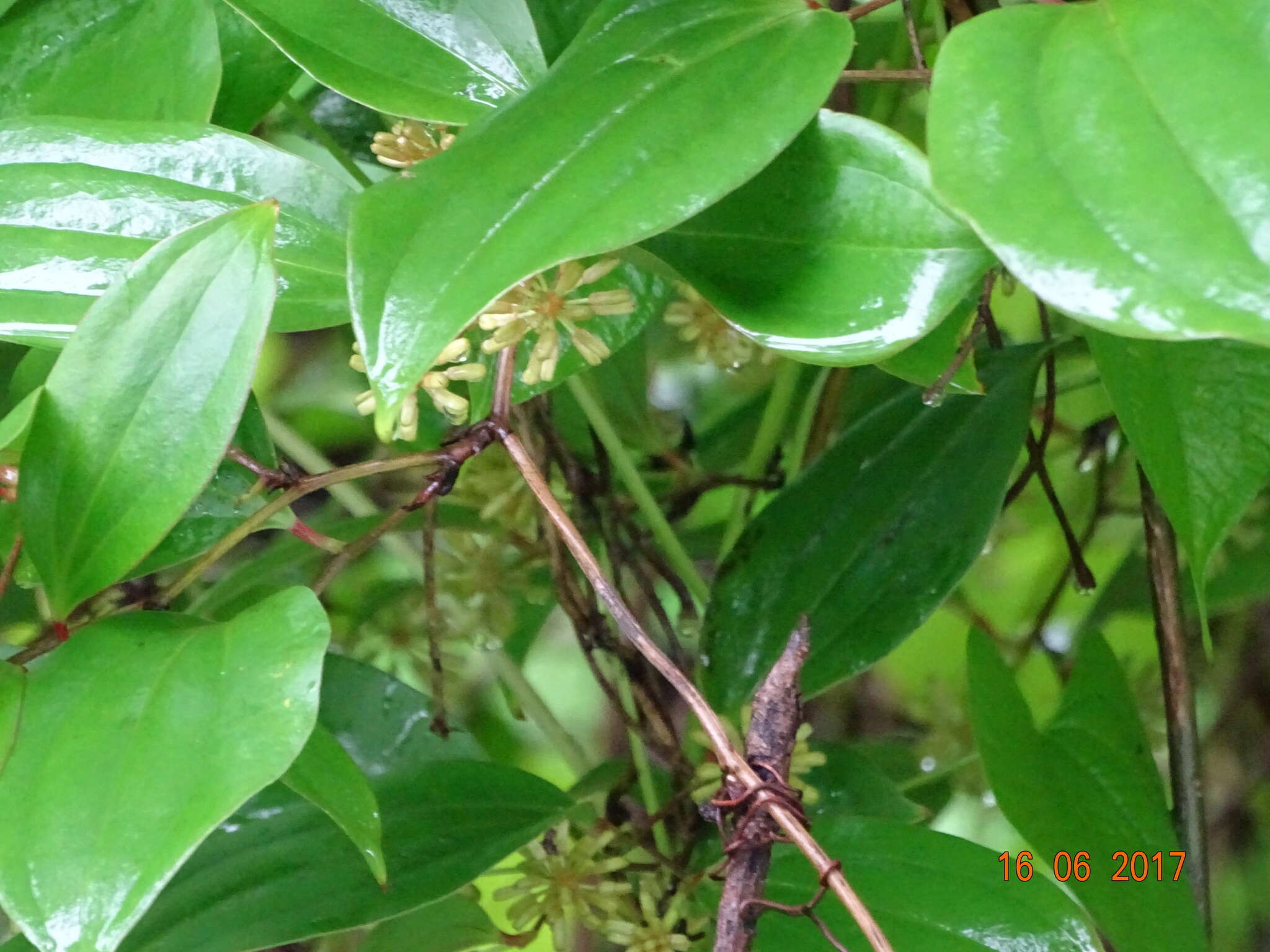 Image of Smilax ovalifolia Roxb. ex D. Don