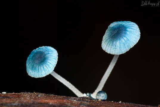 Image of Mycena cyanocephala Singer 1969