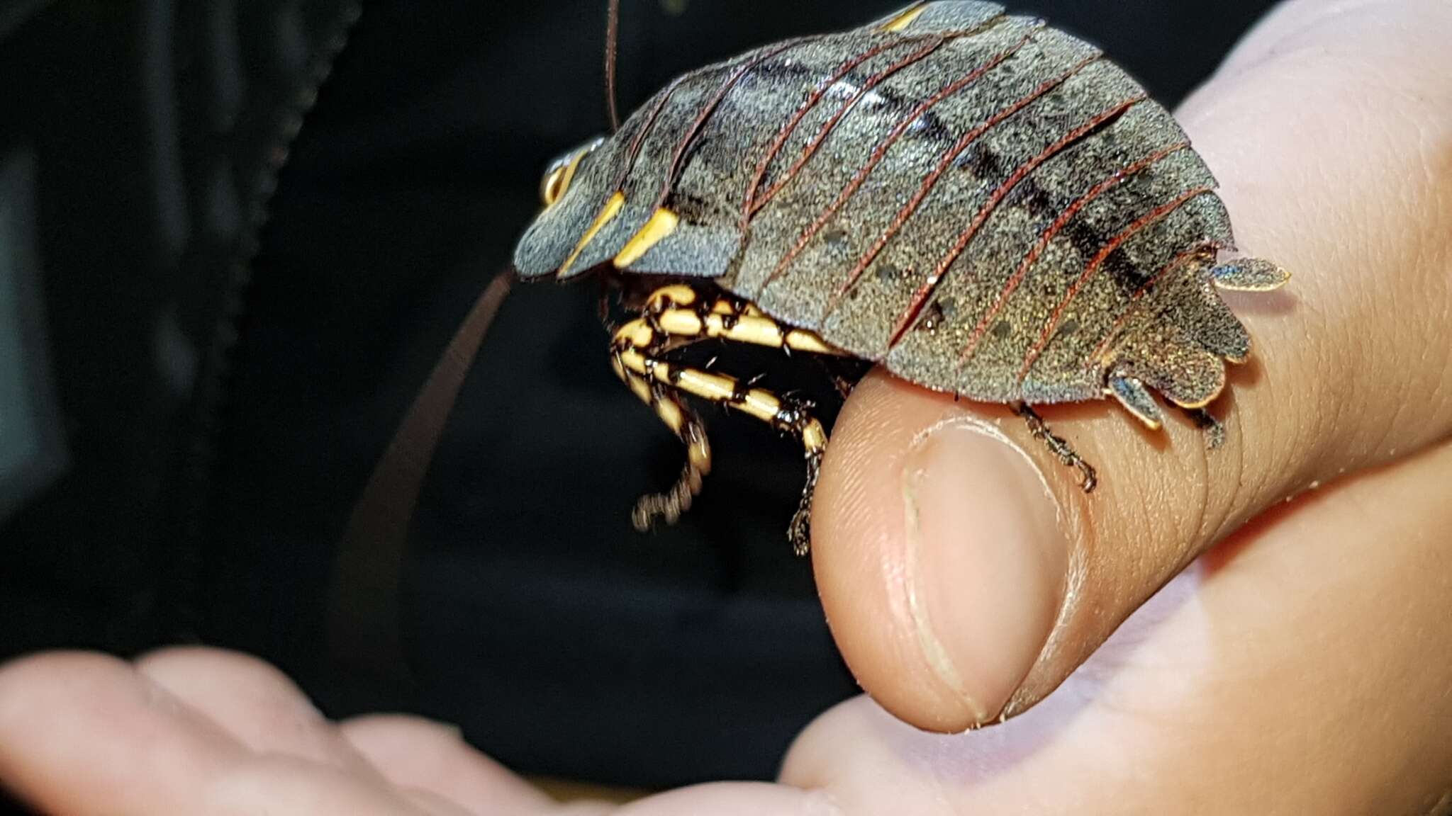 Image of native cockroach ( Australia )