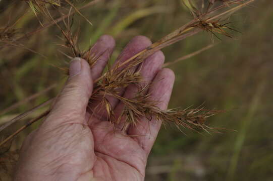 Themeda quadrivalvis (L.) Kuntze resmi