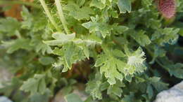 Image of Papaver lapeyrousianum Gutermann