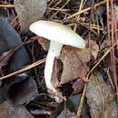 Hygrophorus occidentalis A. H. Sm. & Hesler 1939 resmi