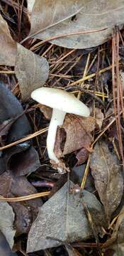 صورة Hygrophorus occidentalis A. H. Sm. & Hesler 1939