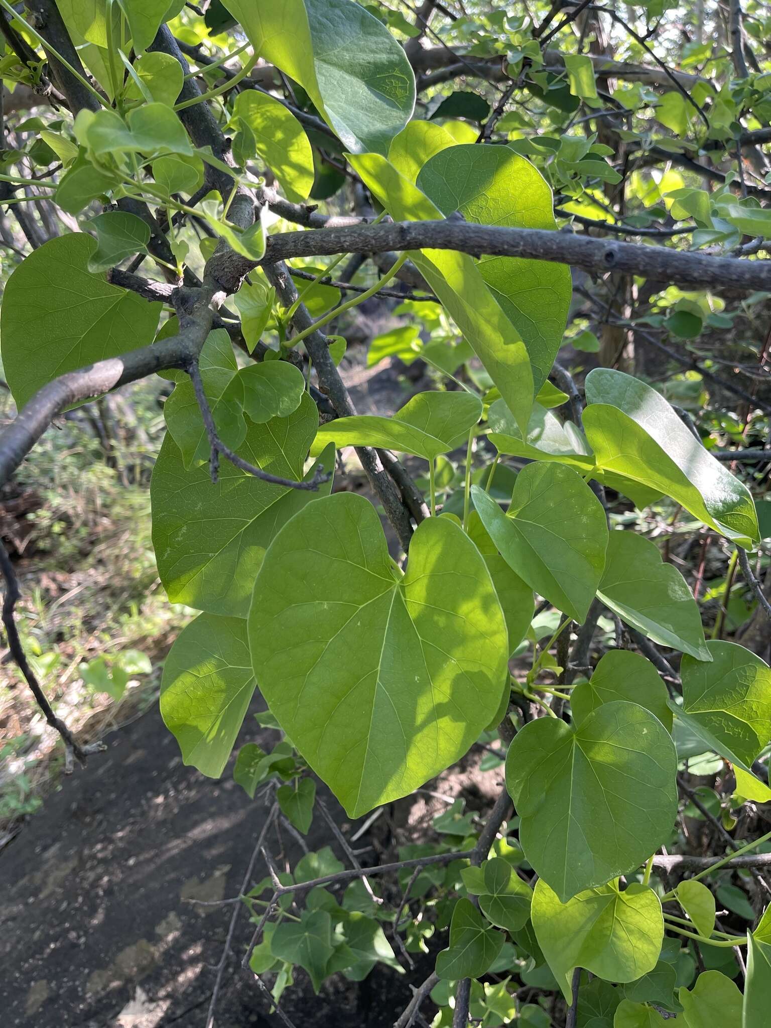 Image of Tinospora fragosa (Verdoorn) Verdoorn & Troupin