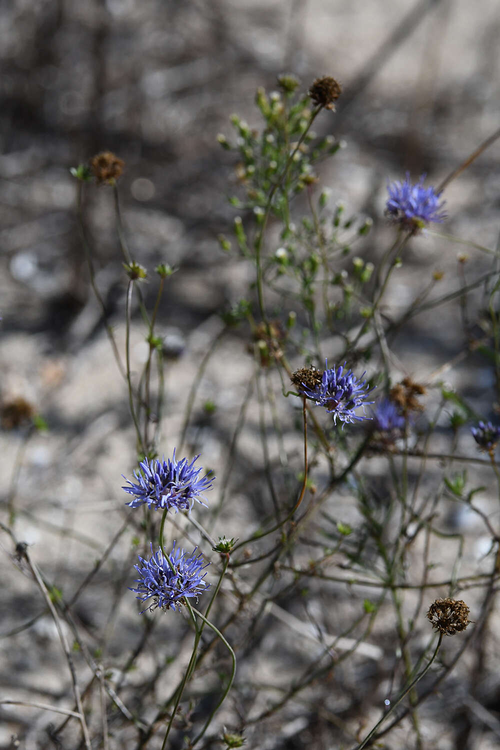 Image of Jasione heldreichii Boiss. & Orph.