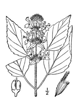 Image of hairy pagoda-plant