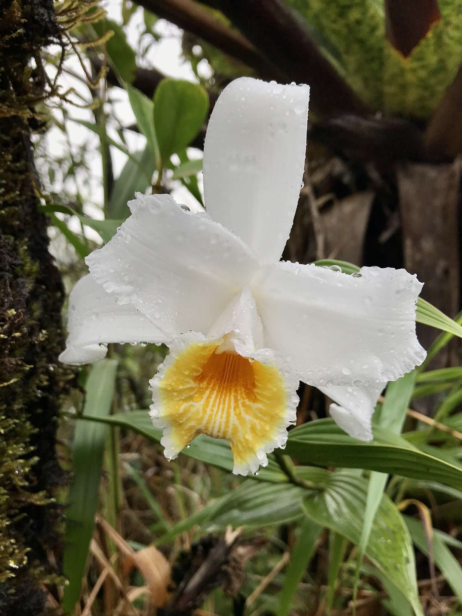 Image of Sobralia chrysostoma Dressler