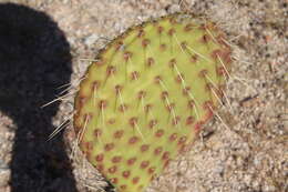 Image of Opuntia comonduensis