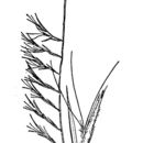 Image of Bouteloua aristidoides (Kunth) Griseb.