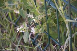 Image of Solanum chenopodioides Lamarck