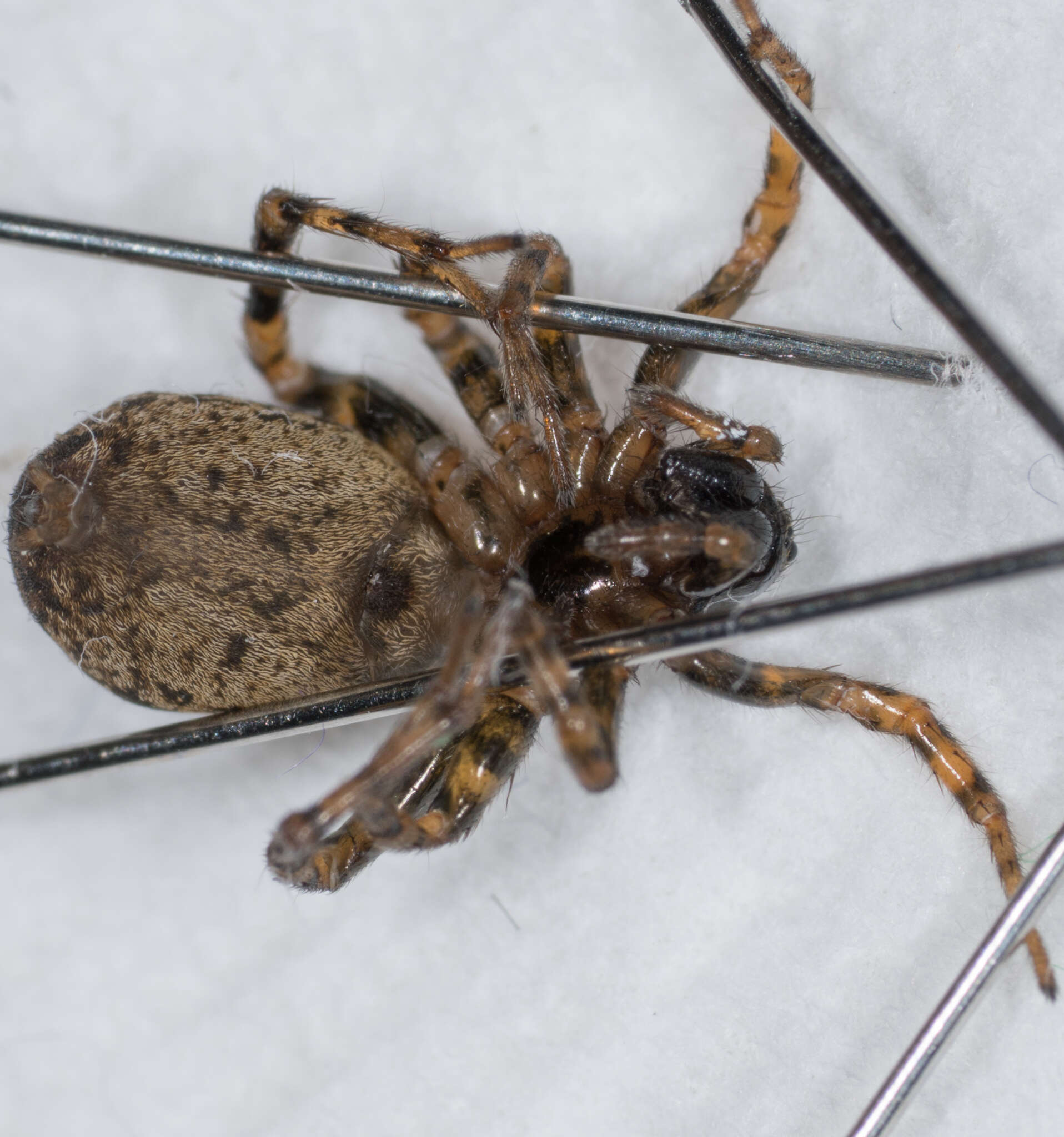 Image of Allocosa subparva Dondale & Redner 1983