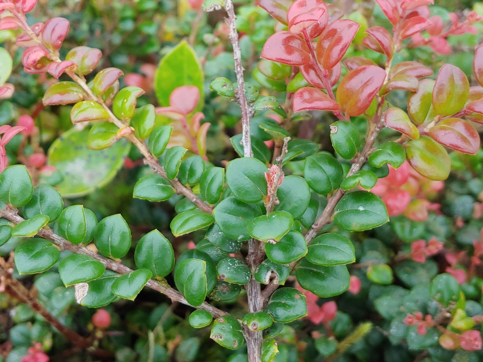 Image of Puerto Rico Brittleleaf